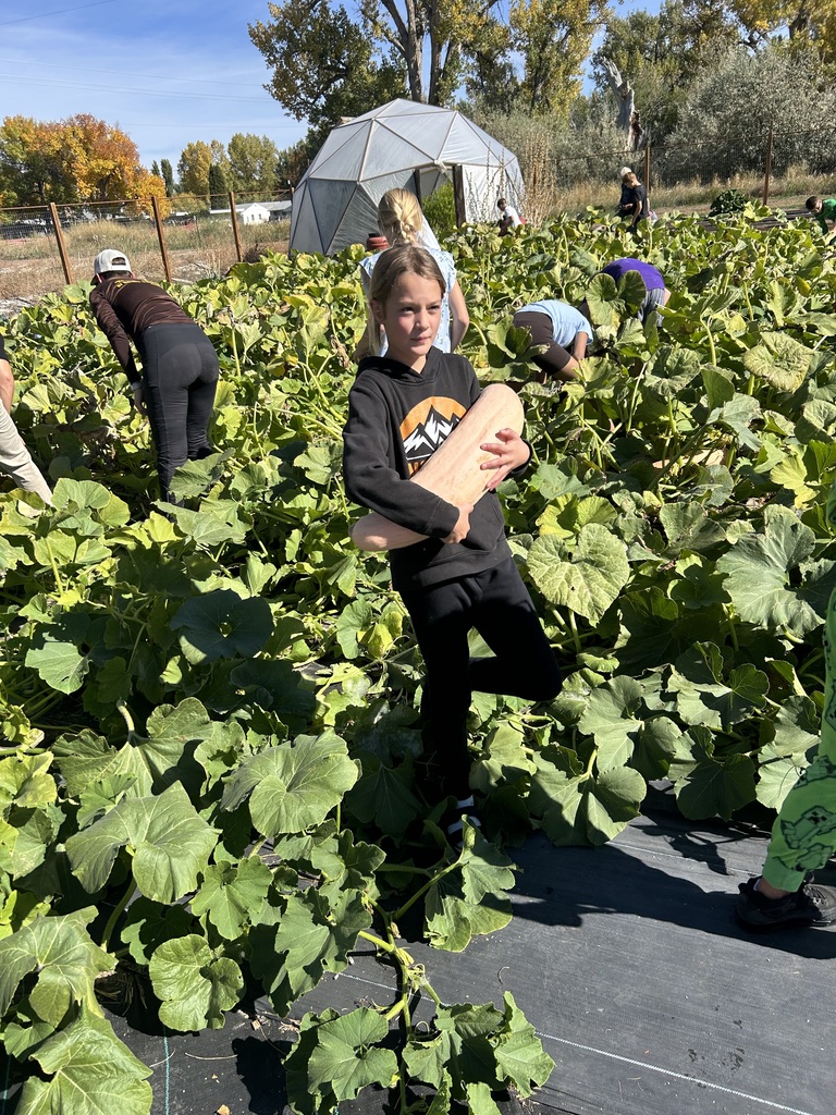 squash picking