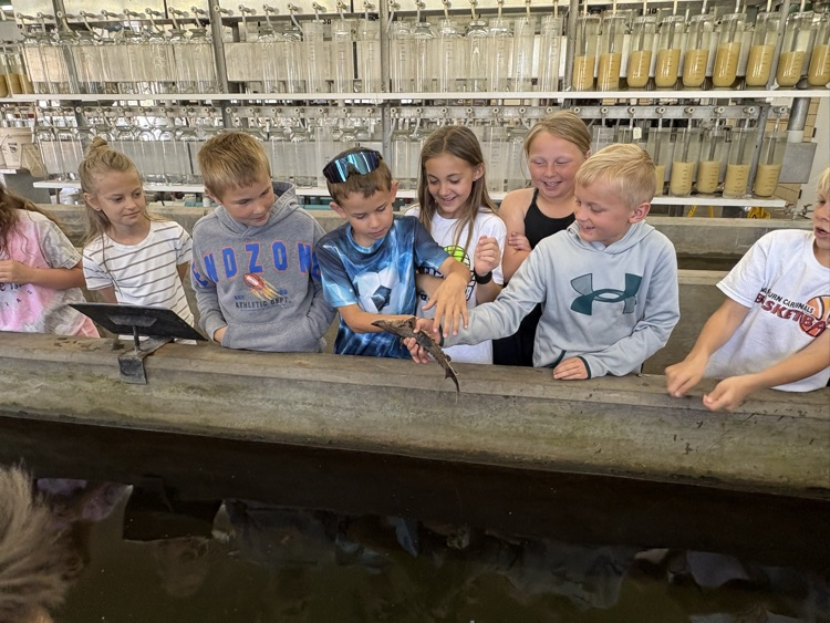 Holding a baby pallid sturgeon.