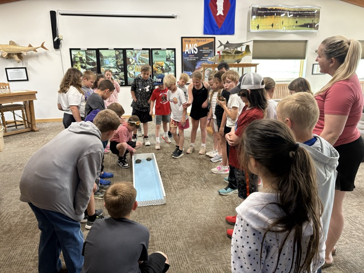Turtle races