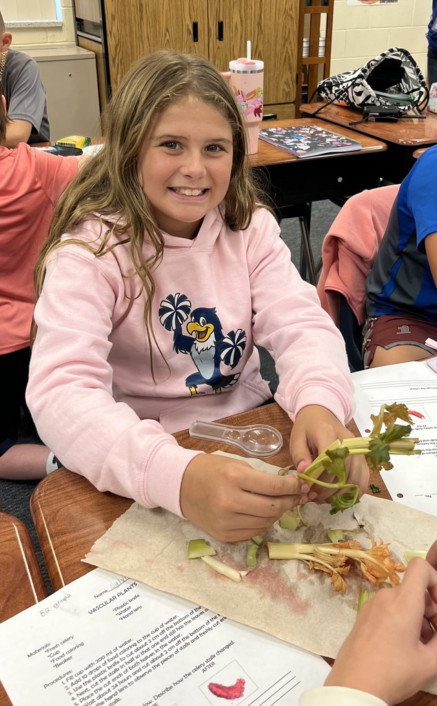 In science class, students in Mrs. Jones’ class investigated with celery to explore how water is transported throughout the plant. After this investigation, students enjoyed a snack entitled “Ants on a Log”. It was a delicious way to learn!