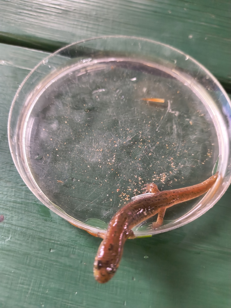 salamander