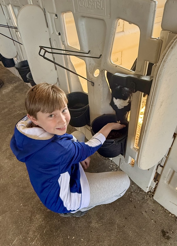 A student feeds a calf.