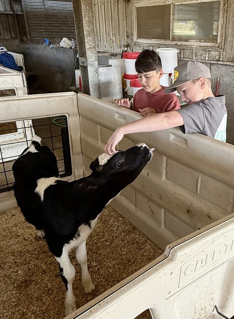 Students pet a calf.