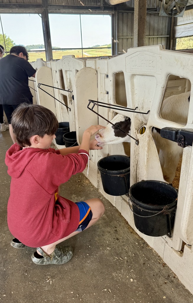 A student pets a calf.