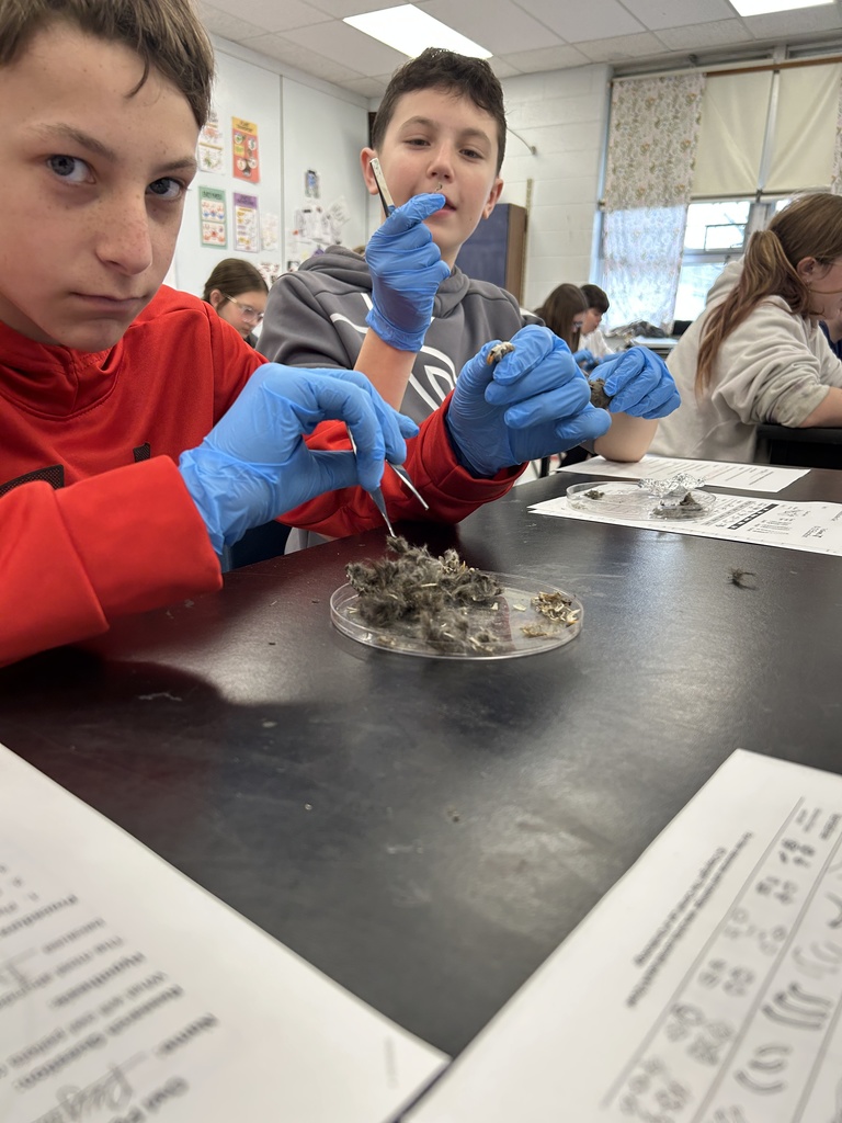 Students dissect owl pellets.