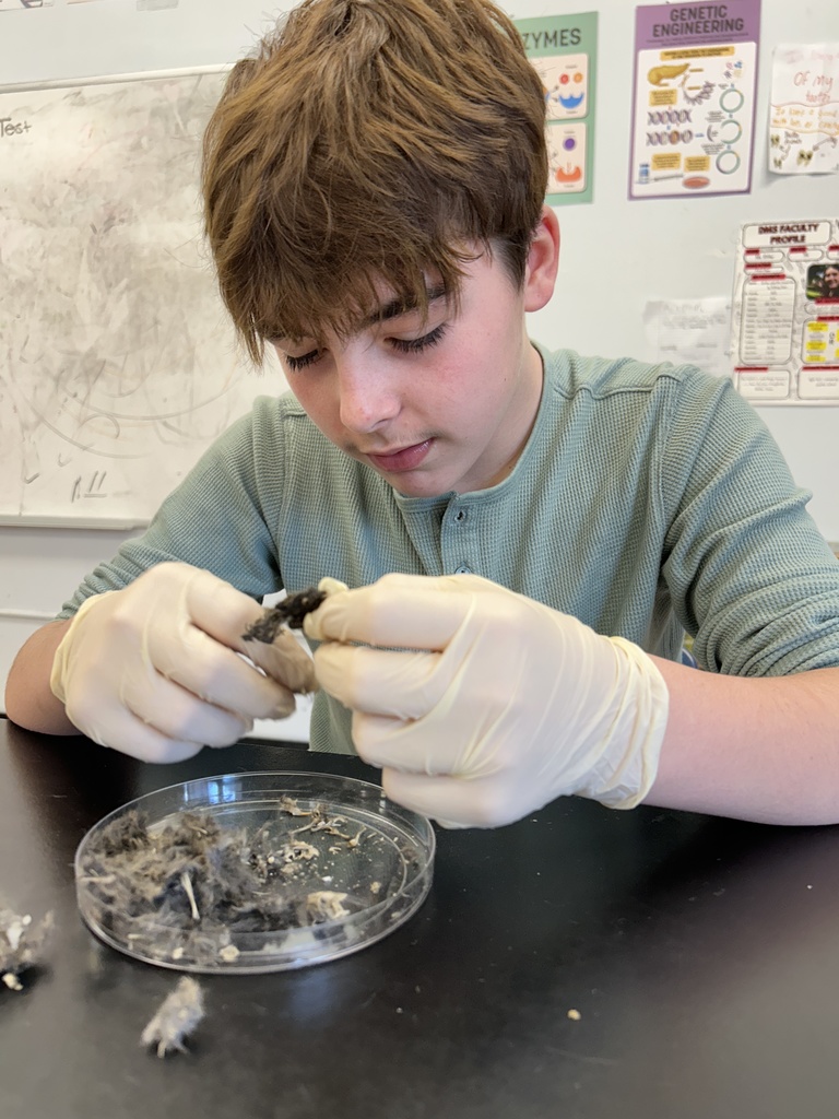 A student dissects owl pellets.