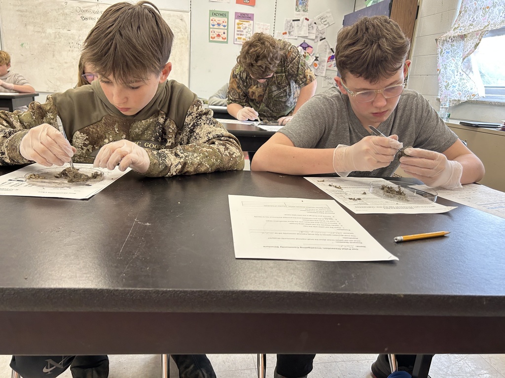 Students dissect owl pellets.