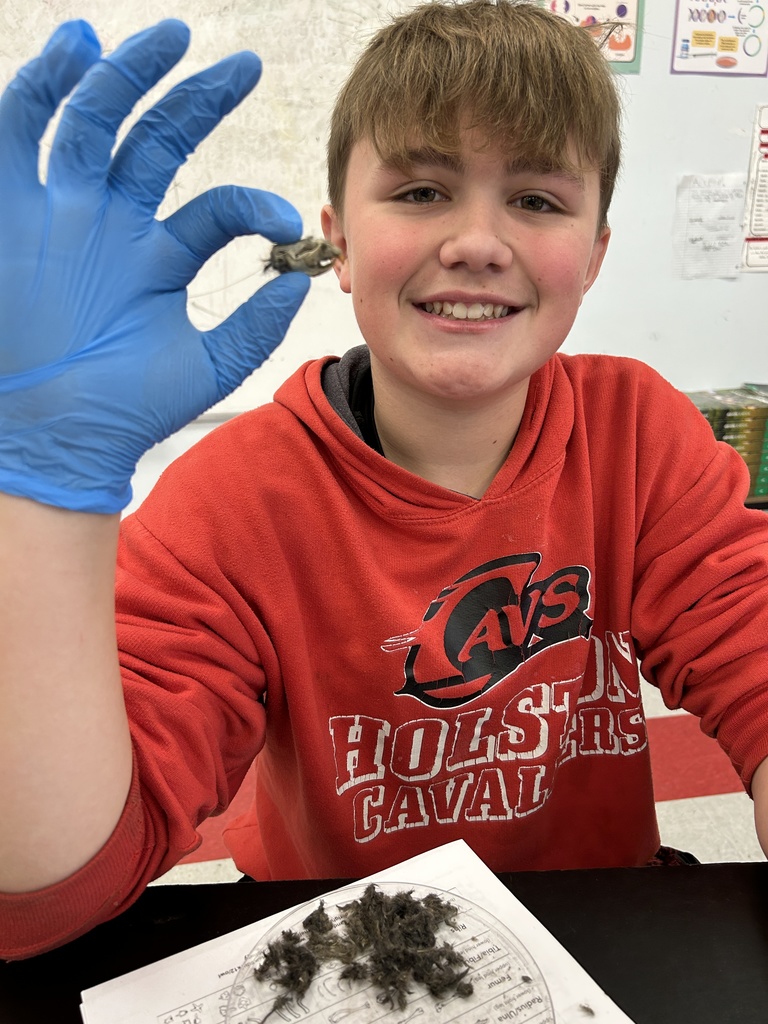 A student dissects owl pellets.