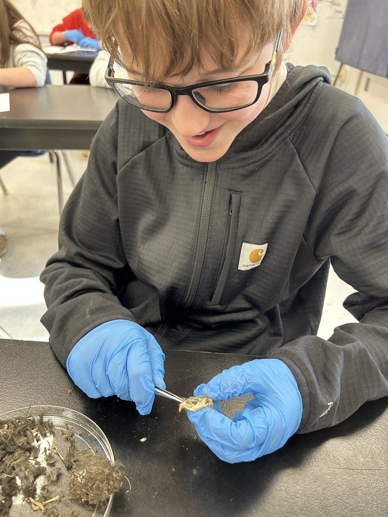 A student dissects owl pellets.