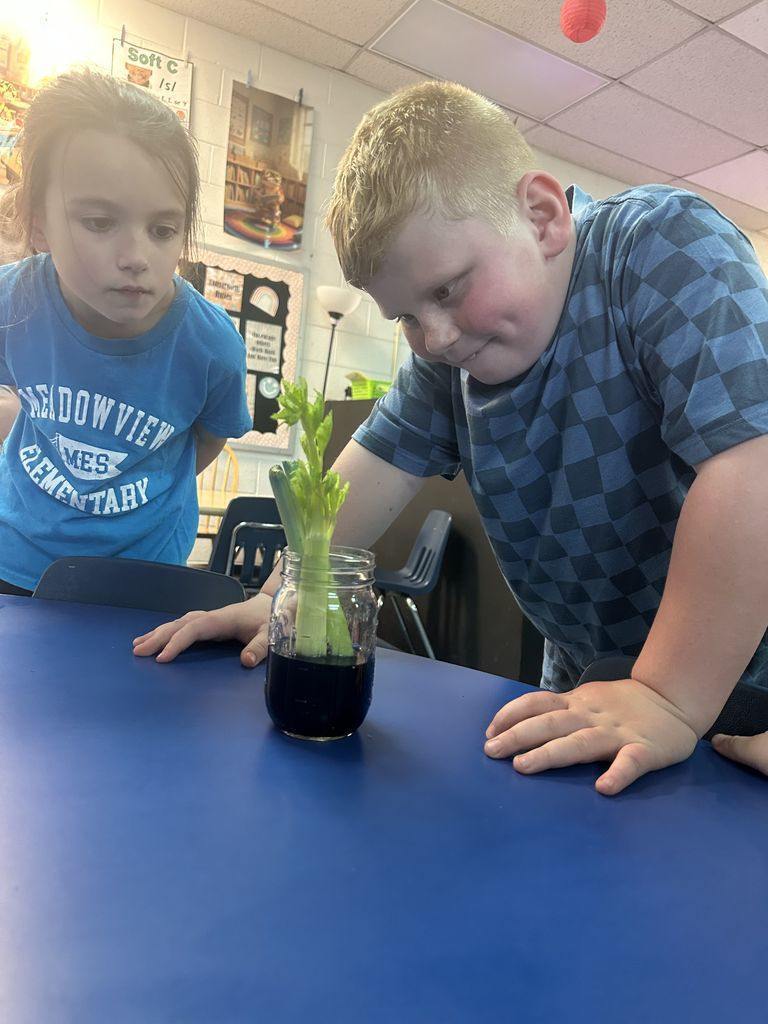 Meadowview Elementary School Plant Growing 
