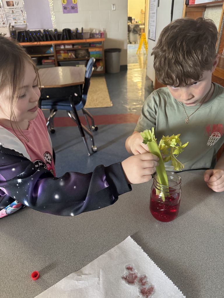 Meadowview Elementary School Plant Growing 