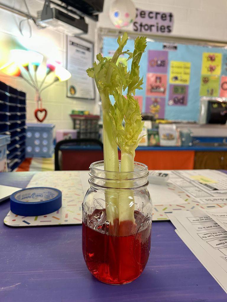Meadowview Elementary School Plant Growing 