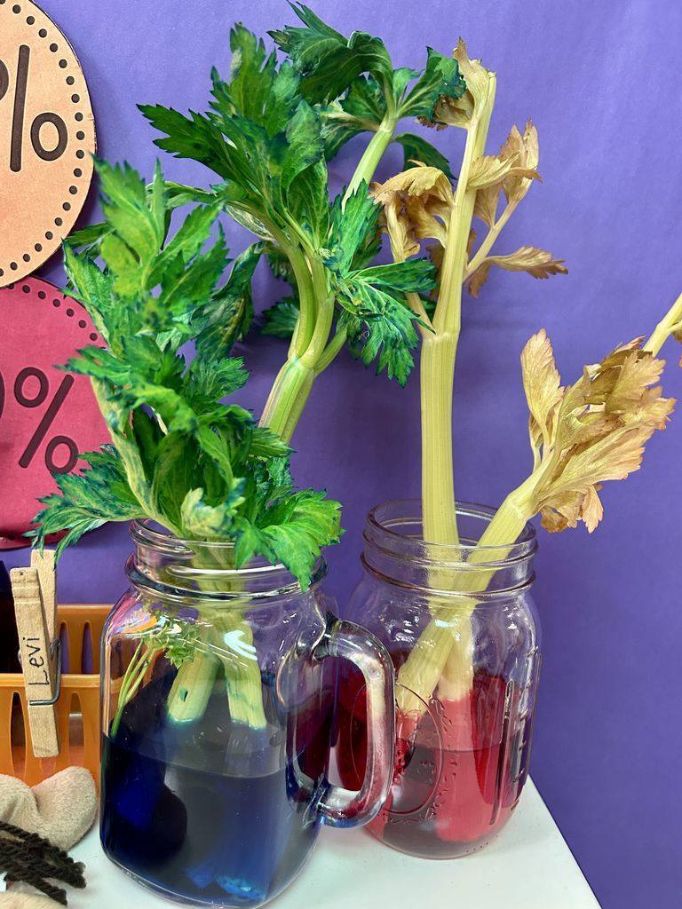 Meadowview Elementary School Plant Growing 