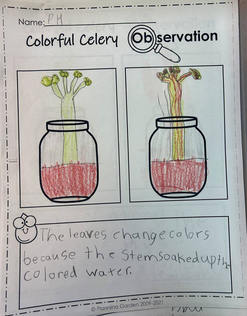 Meadowview Elementary School Plant Growing 