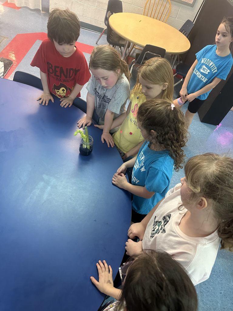 Meadowview Elementary School Plant Growing 