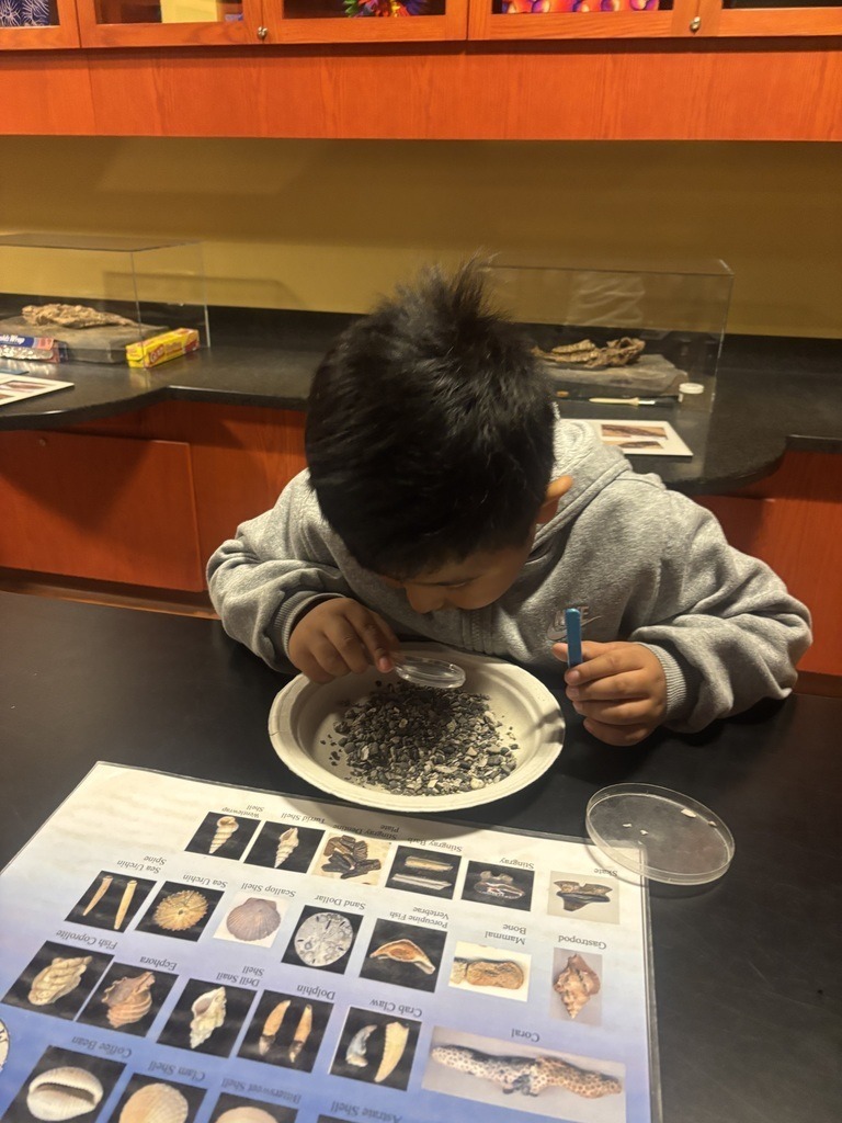 Meadowview Elementary School Fossil Fun at Hands On Discovery Center