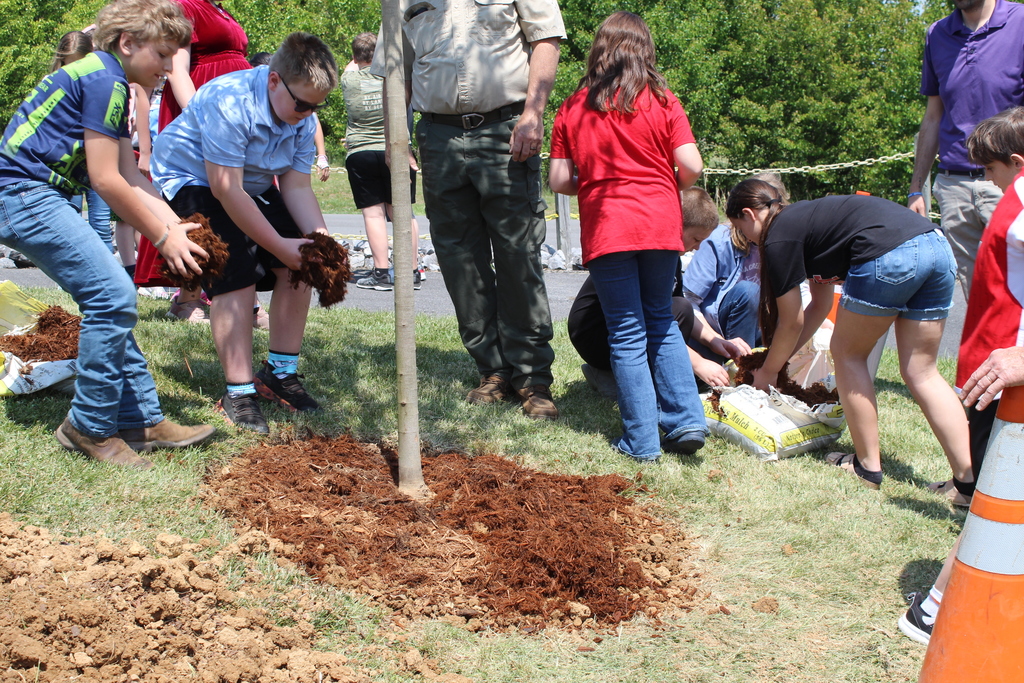 Students planting a tree
