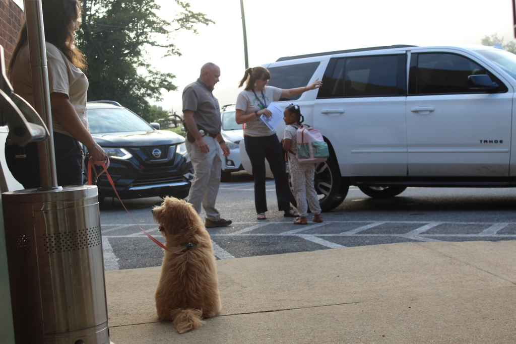 Maple is a six-month old, buff-colored  golden-doodle puppy. She is our therapy dog at Greendale Elementary School, and she sits outside the car rider area to greet her new student friends as they arrive  in the mornings. 