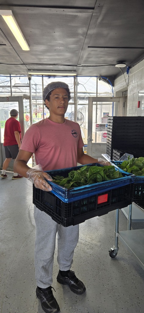 Holston High School Lettuce Harvest 