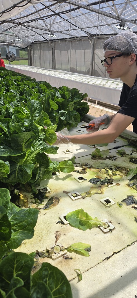 Holston High School Lettuce Harvest 