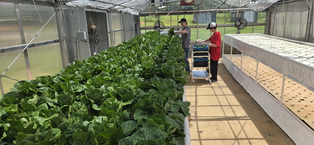 Holston High School Lettuce Harvest 
