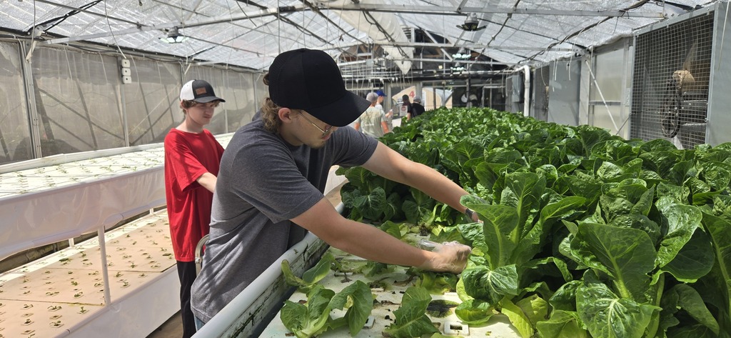 Holston High School Lettuce Harvest 
