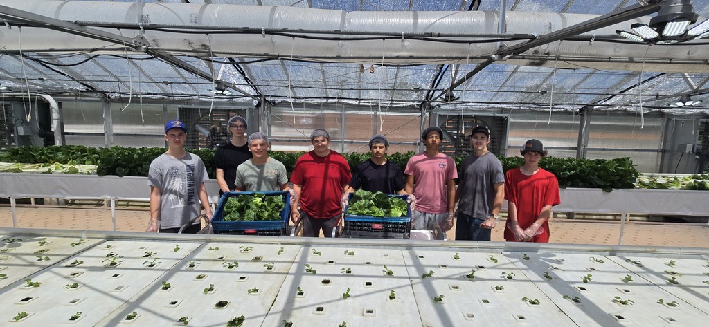 Holston High School Lettuce Harvest