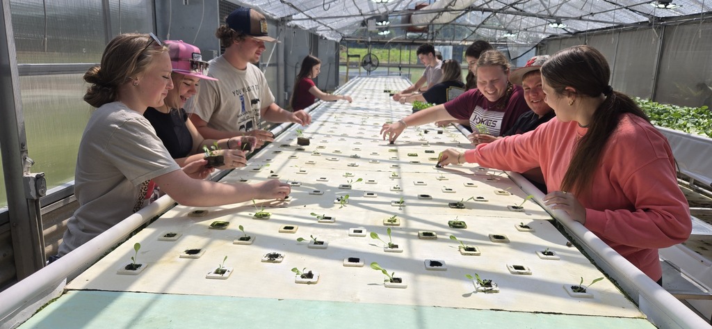 Holston High School Lettuce Harvest 