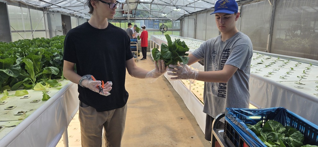 Holston High School Lettuce Harvest 