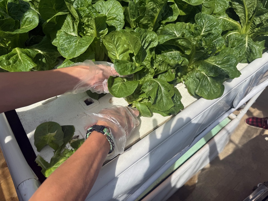 Holston High School Lettuce Harvest September