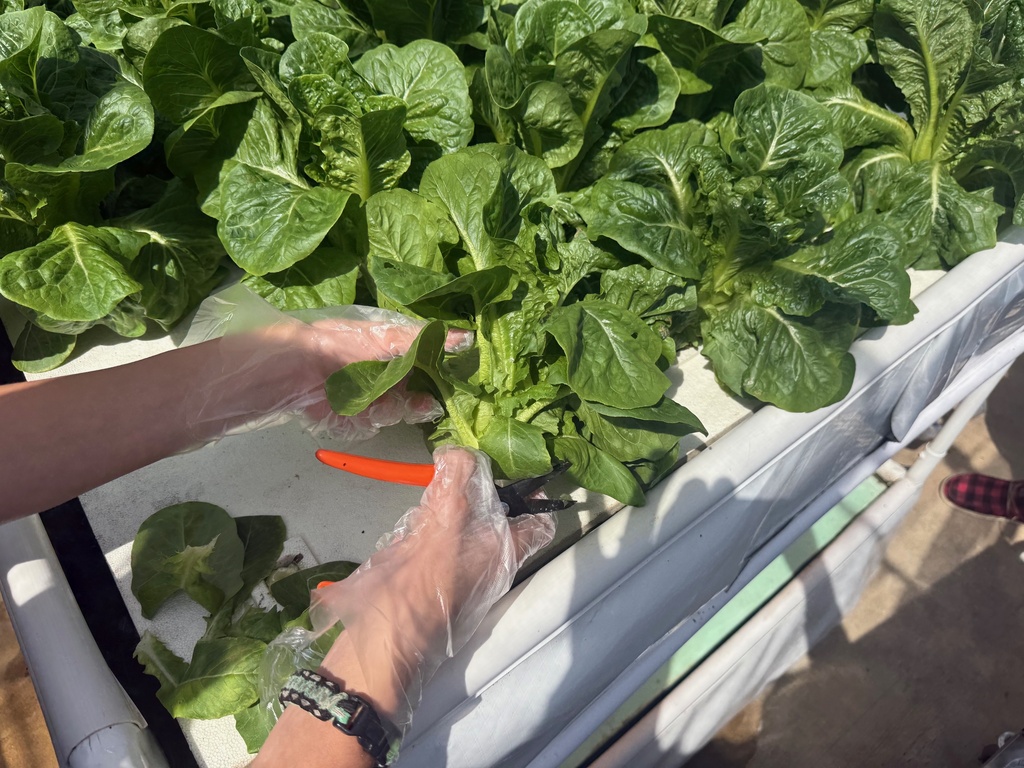 Holston High School Lettuce Harvest September