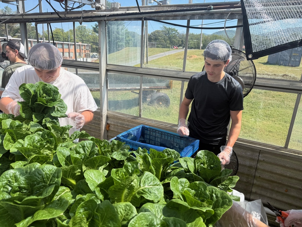 Holston High School Lettuce Harvest September