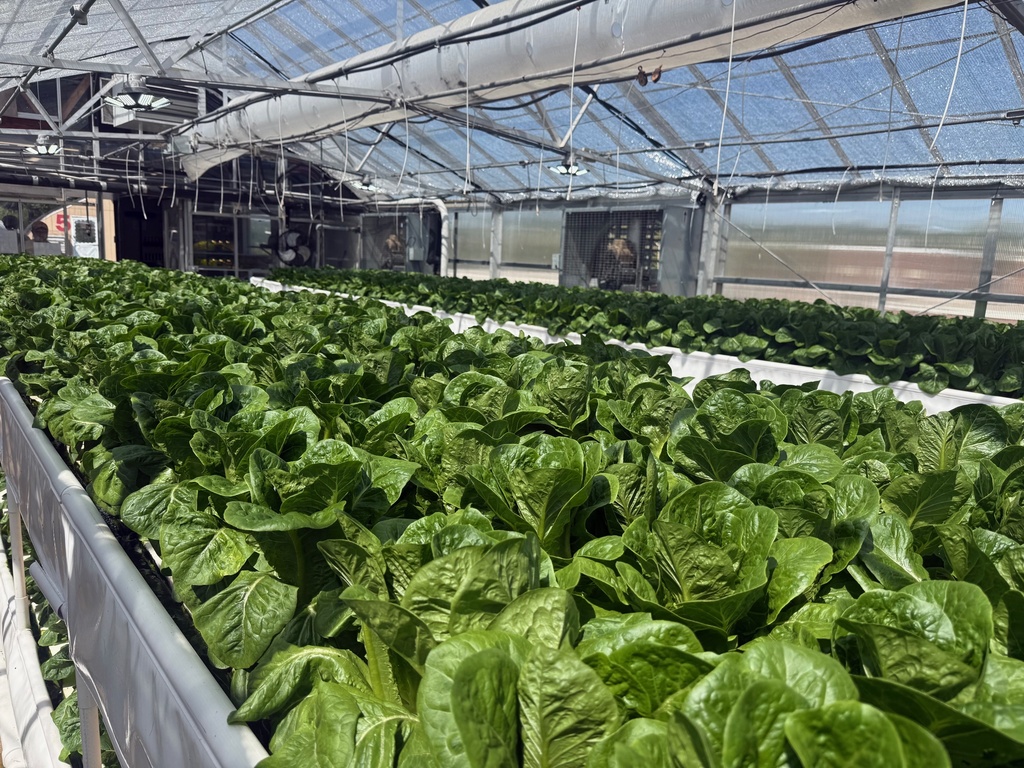 Holston High School Lettuce Harvest September