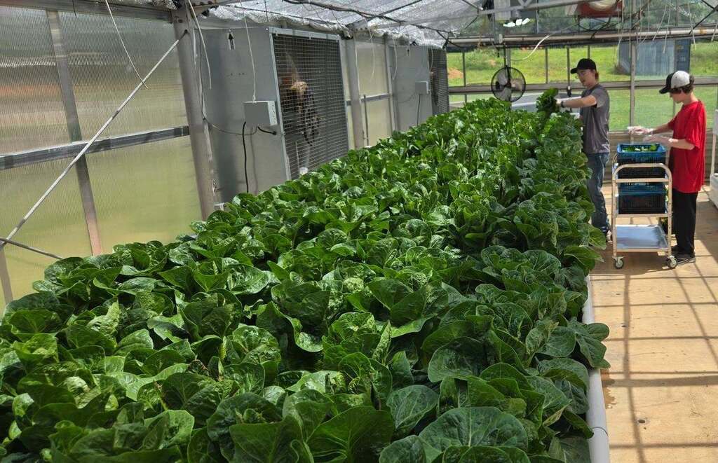 Holston FFA Students Harvest Lettuce