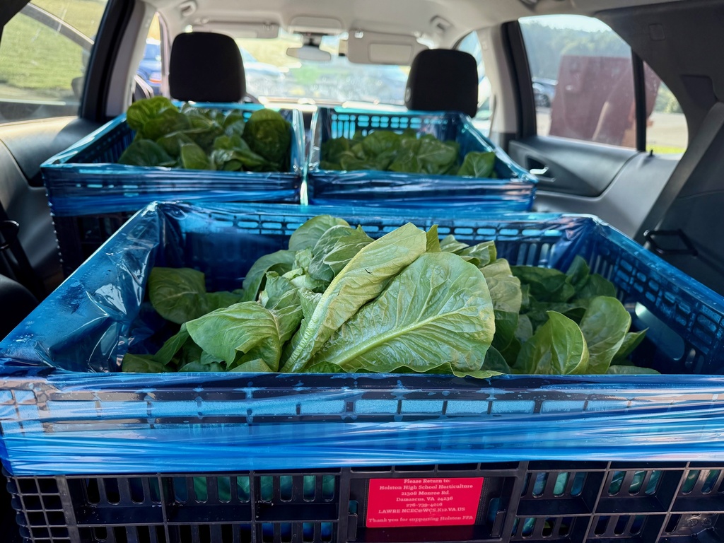 Holston Lettuce Delivery