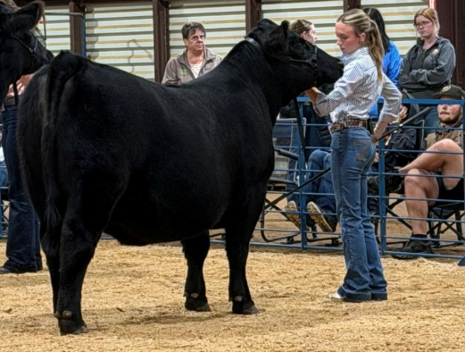 Abingdon FFA Member Named 2026 Virginia State Fair Master Showman