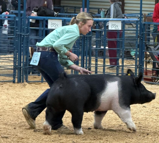 Abingdon FFA Member Named 2026 Virginia State Fair Master Showman