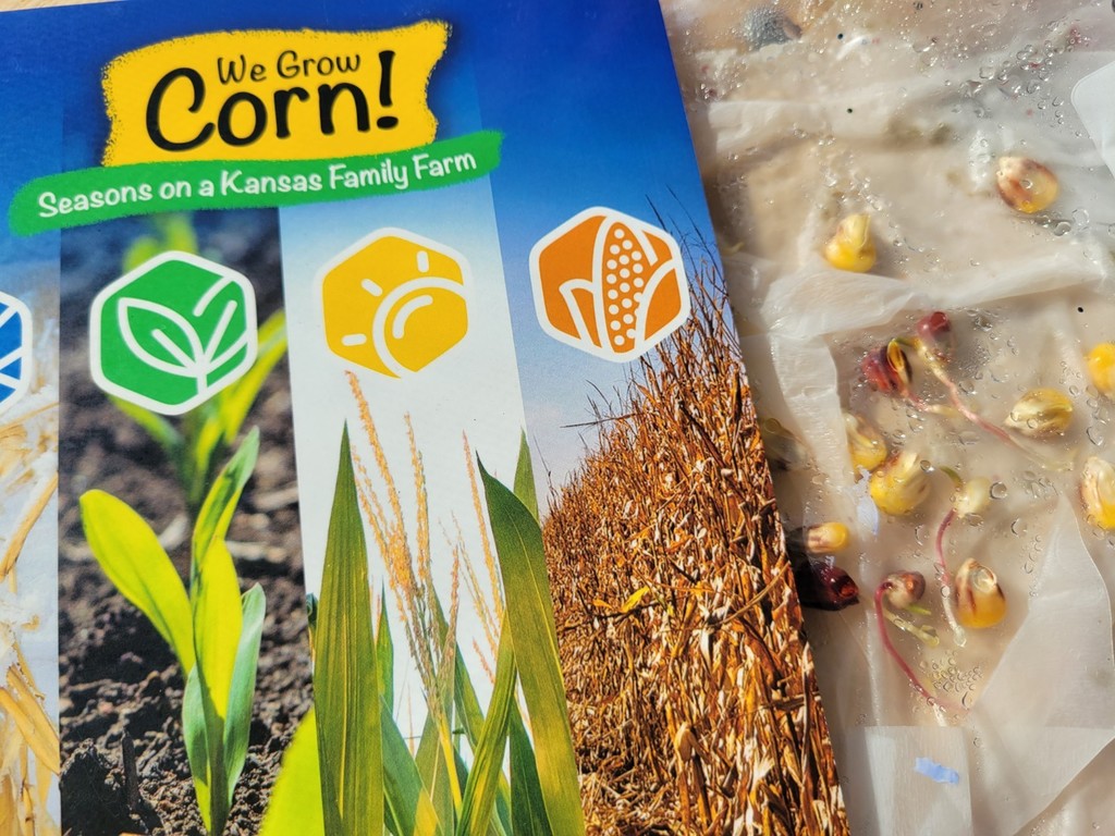 sprouting corn