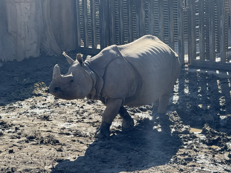 rhino