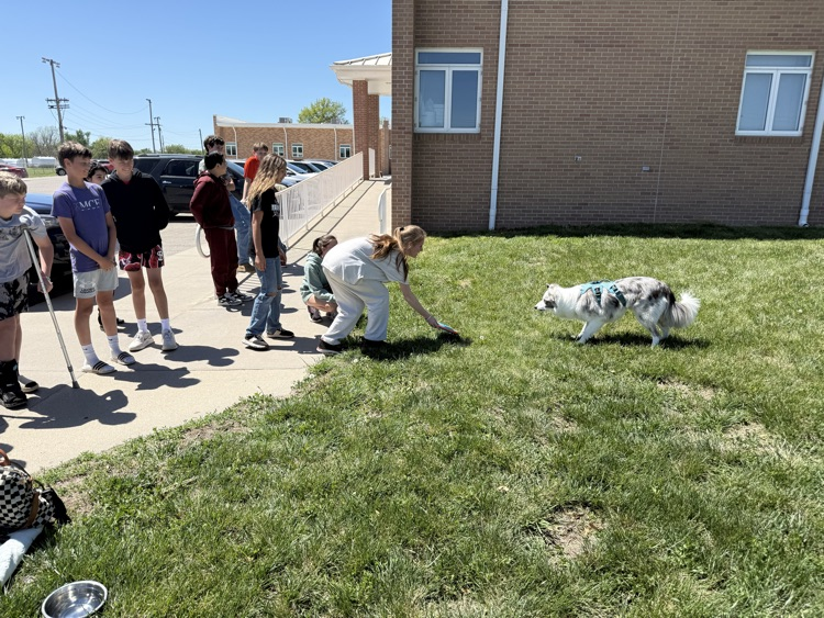 Border collie waits to chase the frisbee 