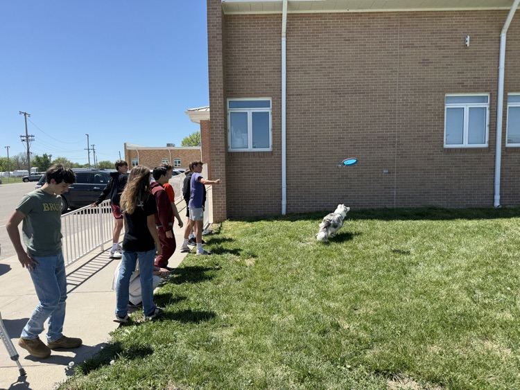 border collie plays frisbee with students