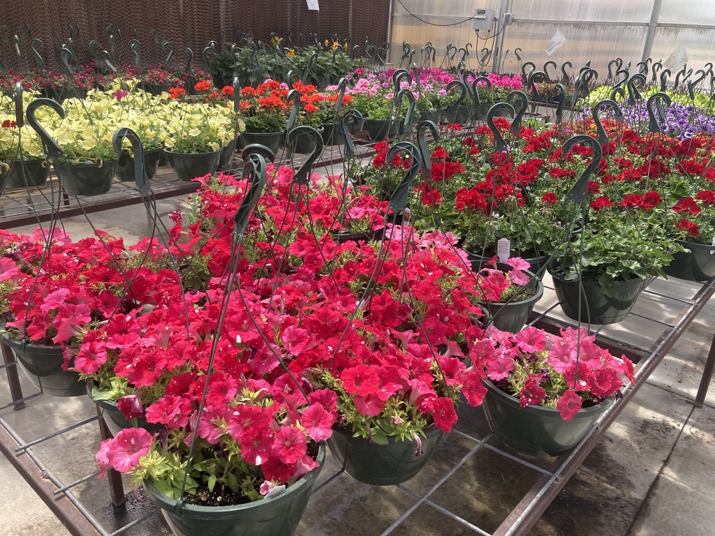 Plant sale Baskets
