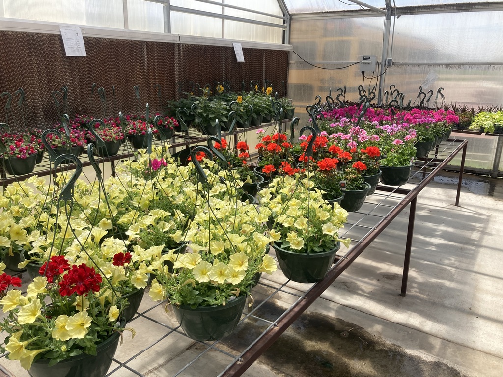 Plant sale baskets