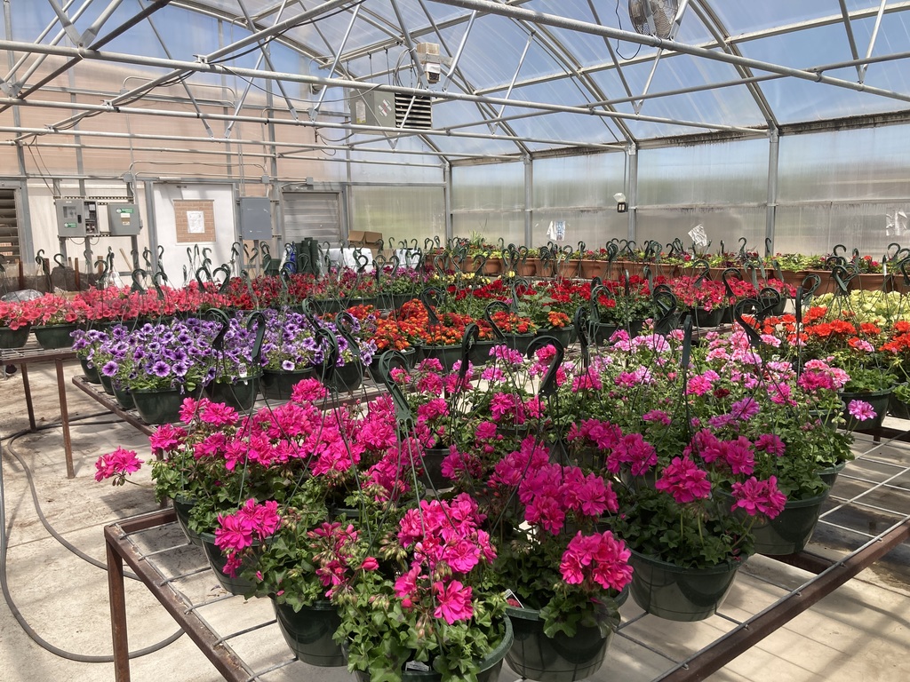 Geraniums petunias and more