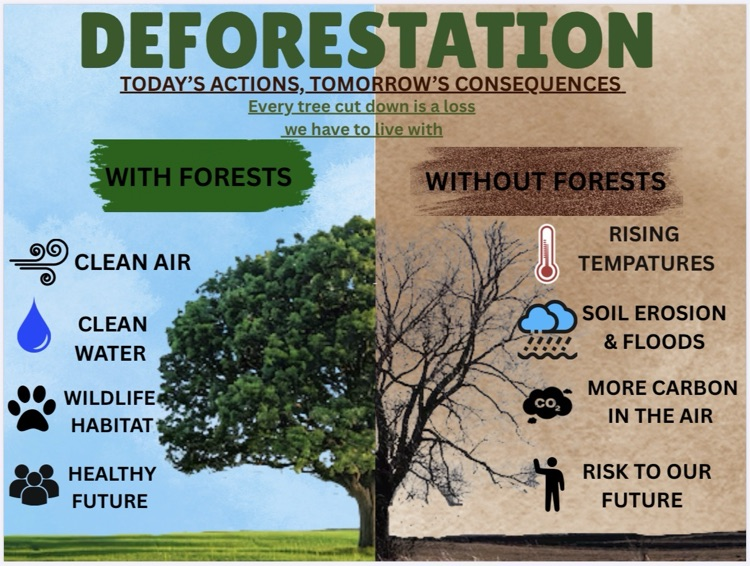 deforestation infographic