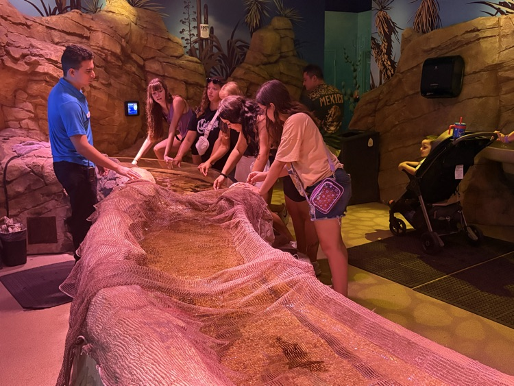 students touching starfish