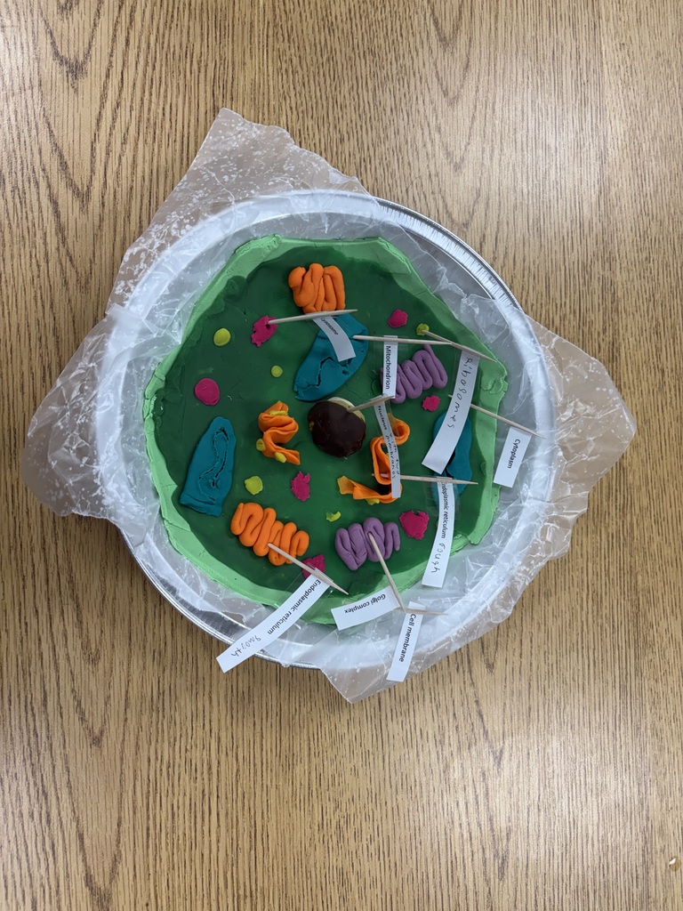 Cell Model 2
