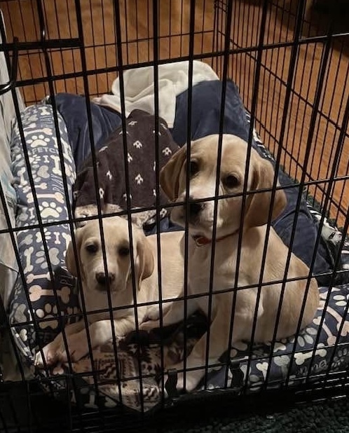 Nellie ad Goldie - puppies