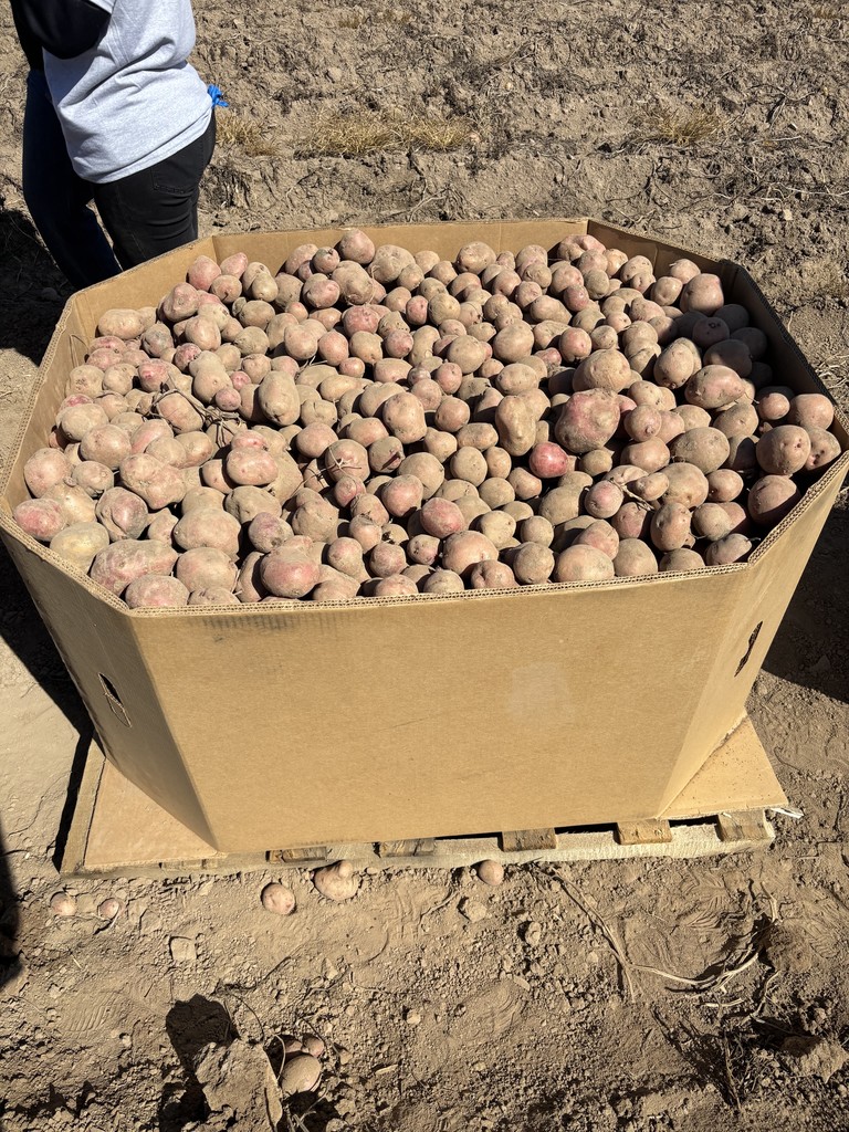 Potato 4