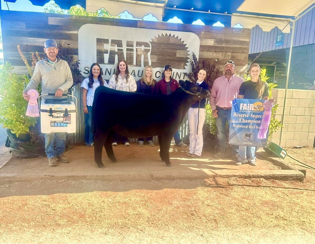 cow showing